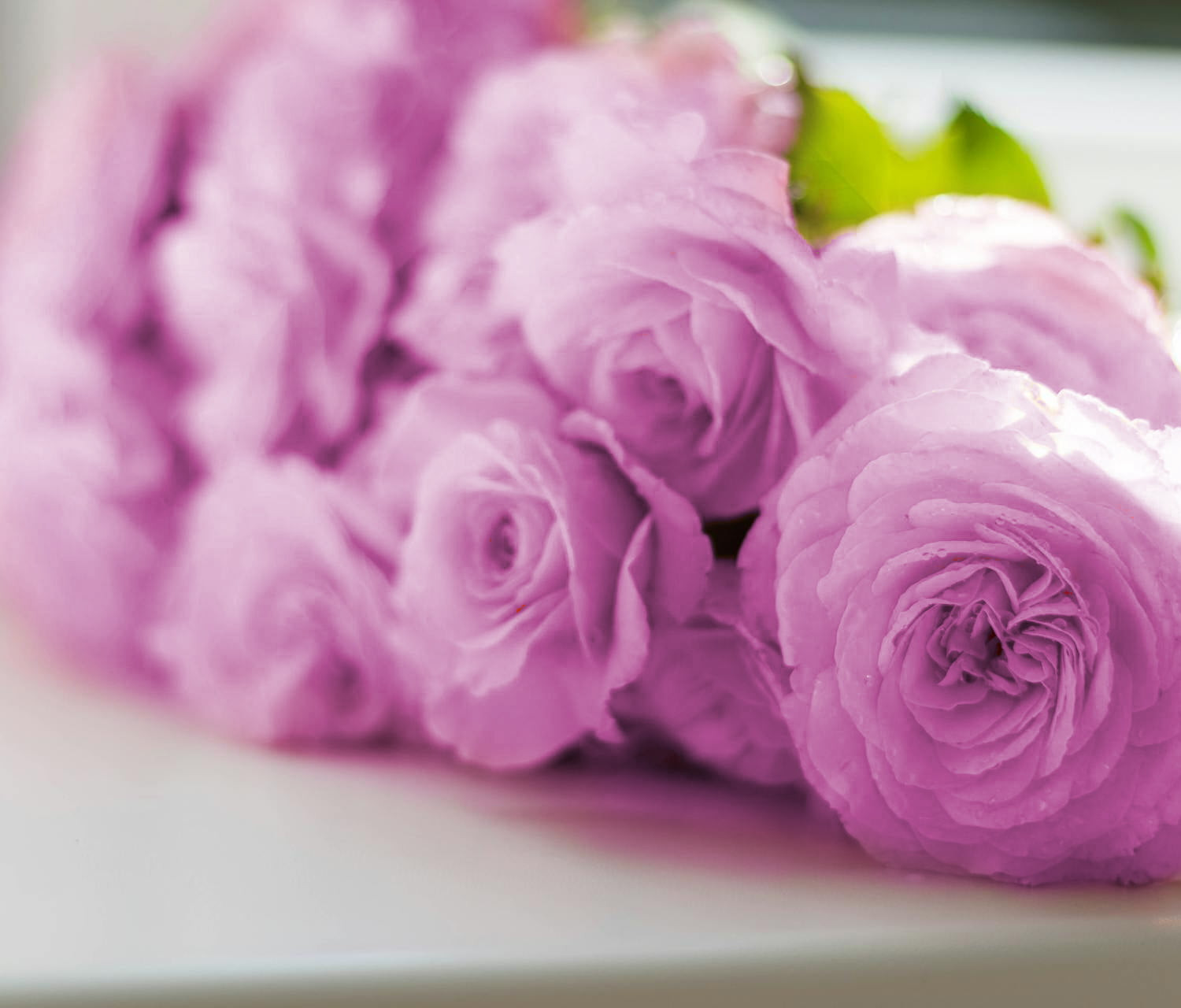 pexels-valeria-boltneva-617967-edit-opti pexels-valeria-boltneva-617967-edit-opti